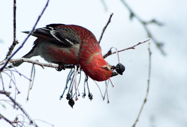2- crossbill