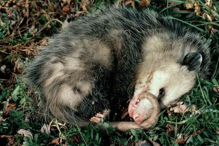 Virginia Opossum Plays Dead.