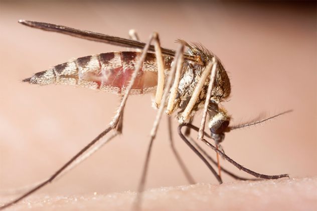 10- Mosquito