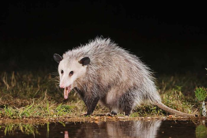 Virginia Opossum (Didelphis virginiana), adult drinking at night. 