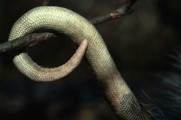 Virginia Opossum's Prehensile Tail.