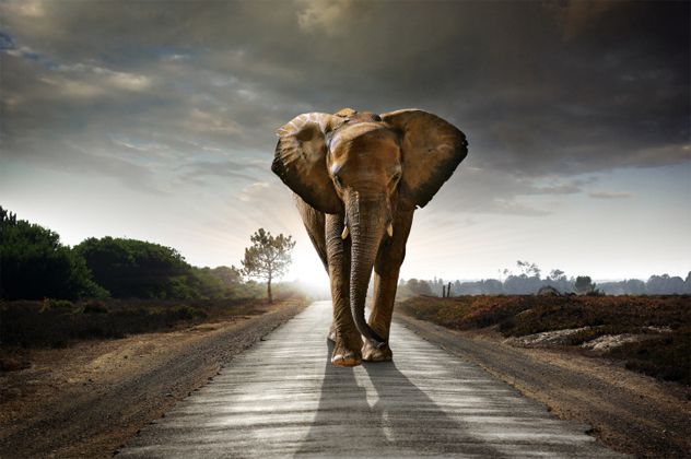 3- Elephant