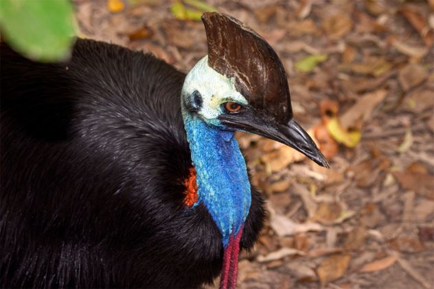 9- Cassowary