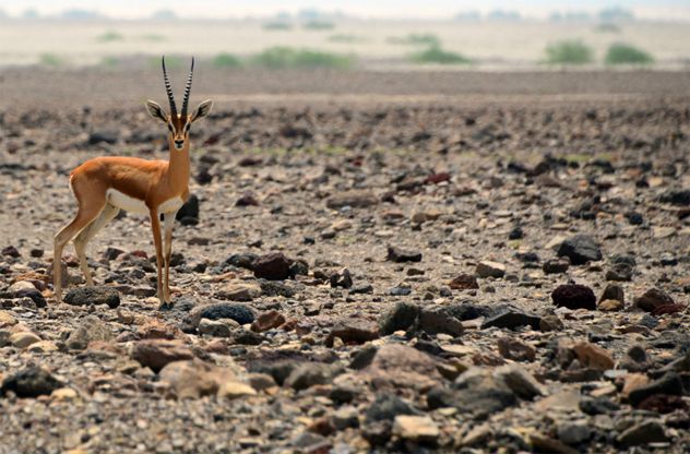 1- gazelle