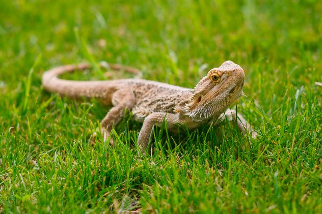 5 bearded dragon