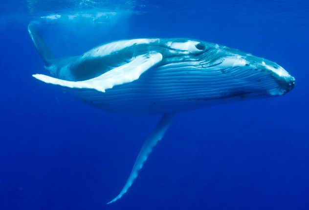 7 Humpbacks