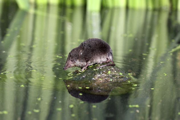 3 shrew