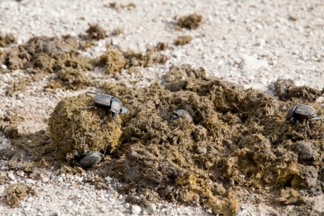 During World War II, soldiers used an array of weapons—machine guns, hand grenades, and...camel manure? Surprisingly, camel droppings played a small yet significant role in the North African Campaign.