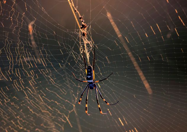 1 golden orb