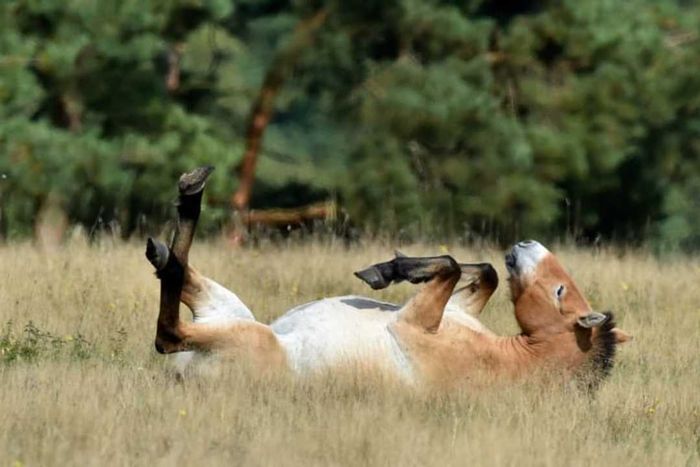 A Przewalski horse rolls onto its back in a field.