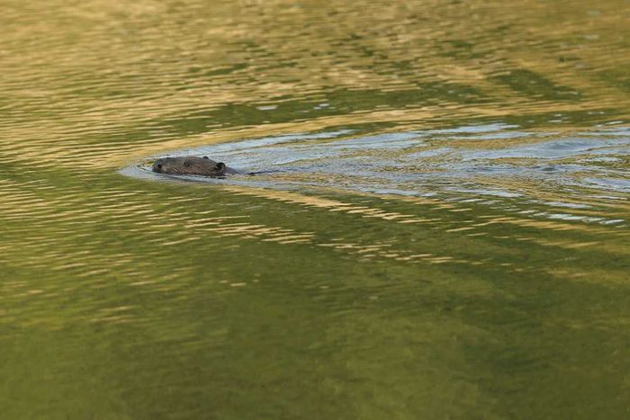 A beaver glides through the waters of a former cooling pond within the Chernobyl exclusion zone.
