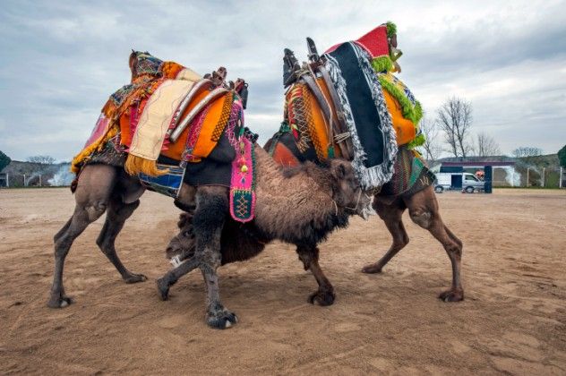 Now, let’s talk about the Tulus, the woolly hybrids of the Bactrian and dromedary camels. While these camels may look soft and cuddly, they’re actually fierce competitors in the ancient sport of camel wrestling. Every third Sunday in January, the Tulus engage in battle along Turkey’s Aegean coast. The camels are dressed in colorful cloths, complete with pompons and wooden saddles. Their names are equally eccentric—ranging from Thunderbolt, Black Ali, and Jackal, to more famous ones like Obama and Rambo.