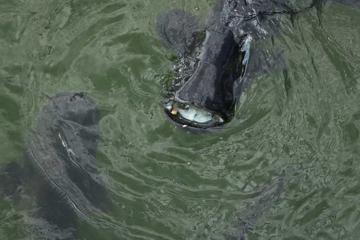 A giant catfish in a radioactive cooling pond at the Chernobyl nuclear power plant in 2017.