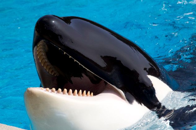 2 orca