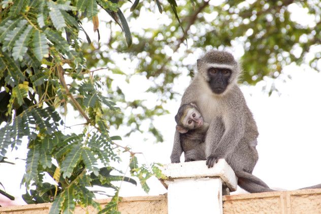7 vervet monkey