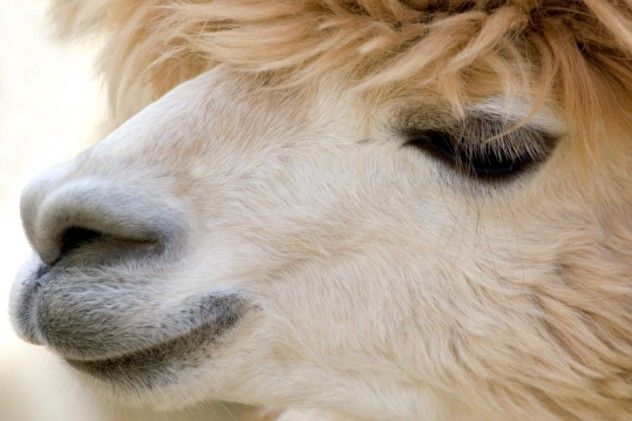 If you ask people to describe a camel, terms like 'awkward,' 'ugly,' or 'tasting like tobacco' might come up, but 'beautiful' isn’t one of them—unless you’re in the United Arab Emirates. Every year, thousands gather at the Al-Dhafra Camel Festival, where the main event is the camel beauty contest. This competition features more than 25,000 camels and draws kings and sheikhs from all over. Winners take home new Chevy pickups, and their camels are worth millions of dollars.