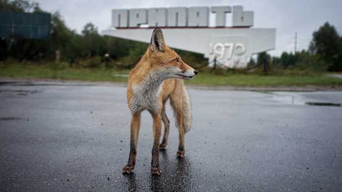 A fox wandering through the Chernobyl Exclusion Zone.