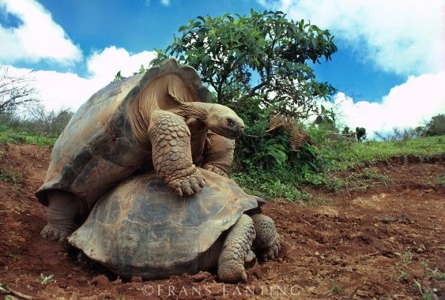Giant tortoises mating