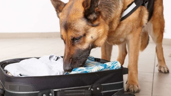 Dogs have been trained to detect the novel coronavirus.