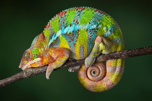 chameleon