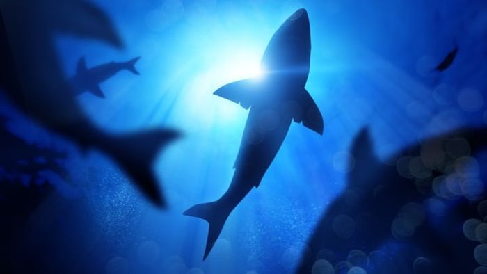 Prehistoric nurseries were used by great white sharks to keep their young safe from predators.