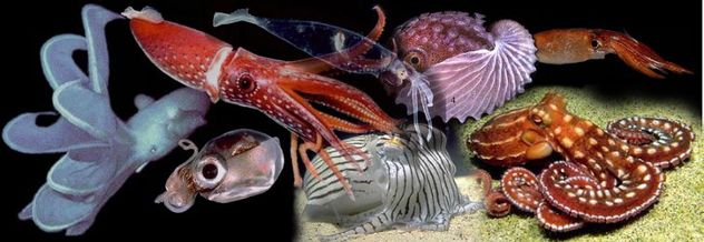 cephcombo.250a