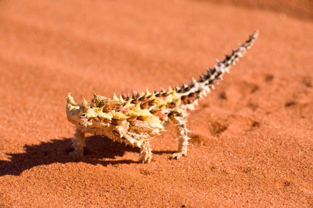 thornydevil