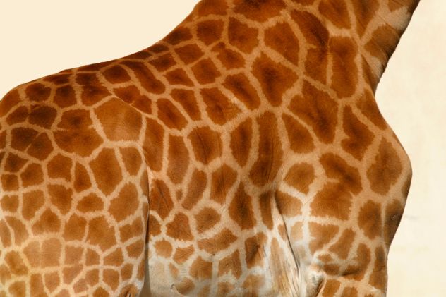 giraffe