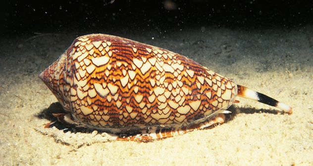 cone-snail