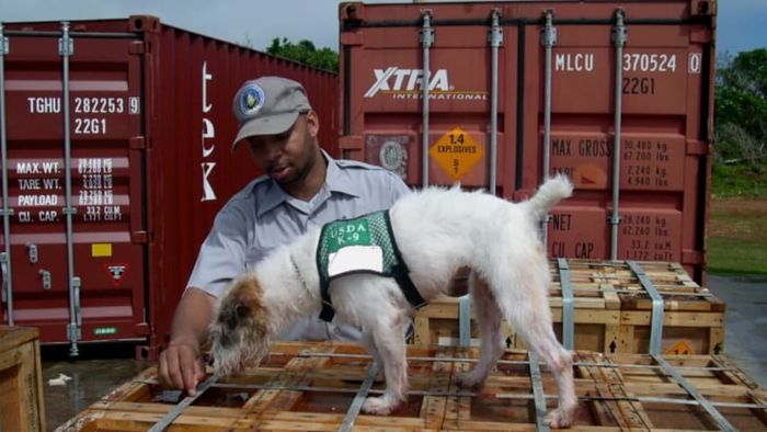 A dog is used to detect invasive snakes as part of the USDA's Animal Plant Health and Inspection Service.