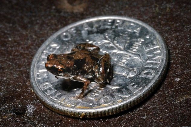 PAEDOPHRYNE-AMAUENSIS-FROG-NEW-GUINEA