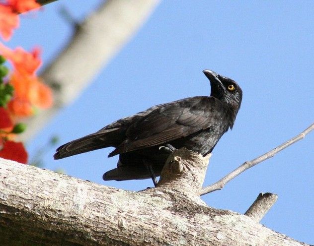 maukestarling
