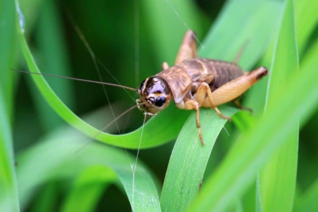 Last year, Oklahoma and some neighboring states experienced an unusually disruptive infestation of the common black field cricket. While they can’t bite or sting, these crickets are often kept as pets or used as food for other pets, and they're also popular as fishing bait. Like all crickets, they feed on plants, and modern farmers combat them with pesticides. While swarms are less of an issue thanks to modern science, a swarm of crickets dying from lack of food still causes a problem. When they can’t eat crops, they quickly perish, leading to what Richard Grantham of Norman, Oklahoma, described as a plague of 10,000 dead crickets.