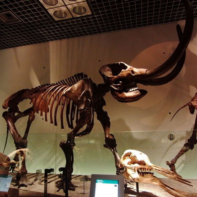 0_American_mastodon_Skeleton