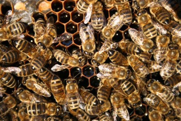 Hive
