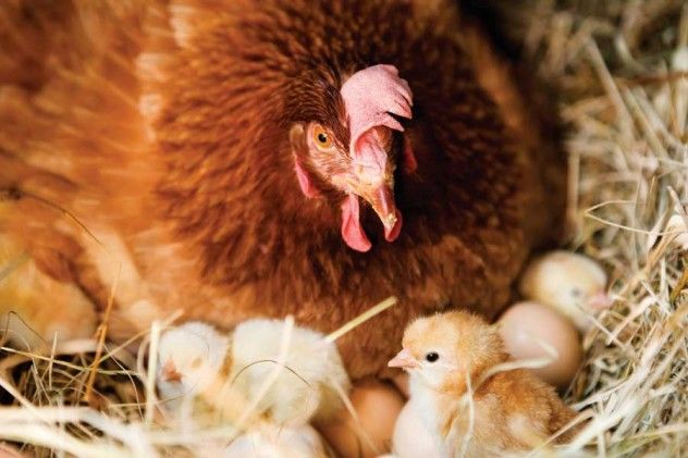 chicken