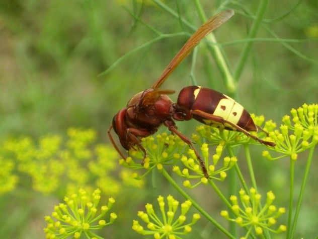 Oriental Hornet