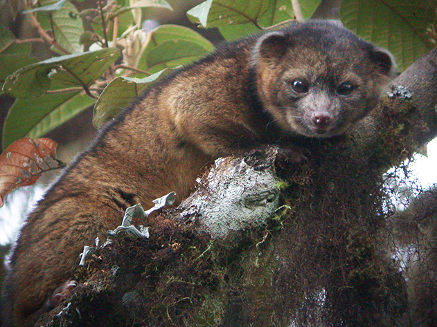 New-Mammal-Olinguito-1