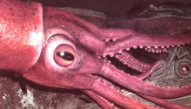 colossalsquid