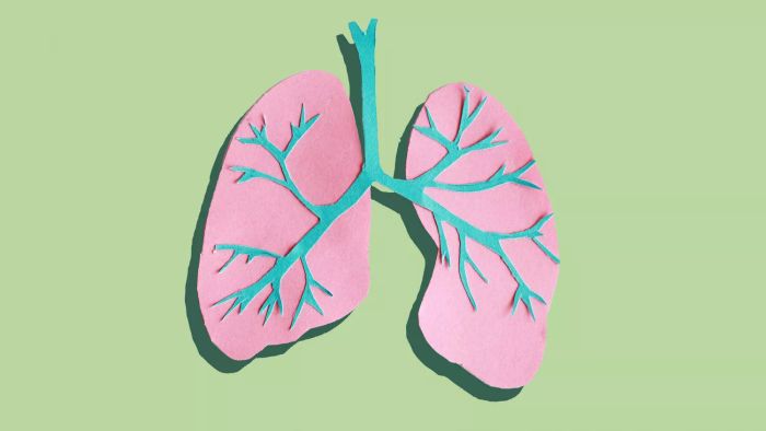 Trachea and Lungs