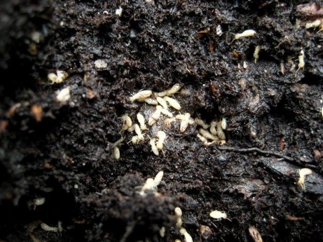 Soil-Dwelling Insects