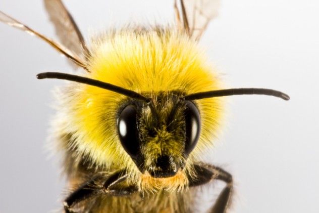 Bee Face