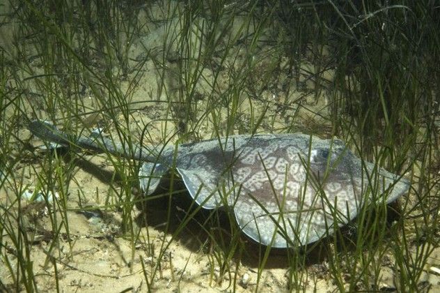 newirelandstingaree