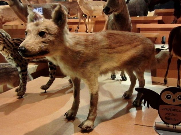 5_ Japanese_Wolf