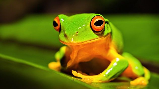 frog