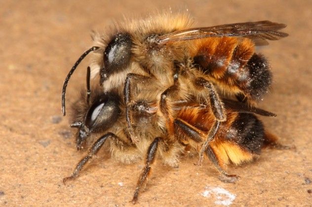 Bee Nooky