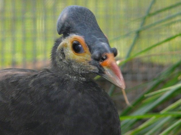 Maleo
