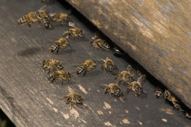 Bee Dance