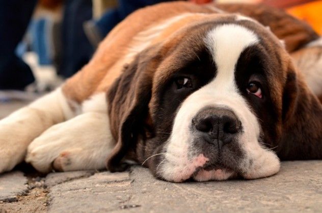 St Bernard 2