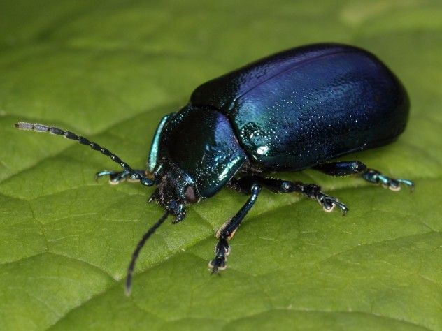 beetle